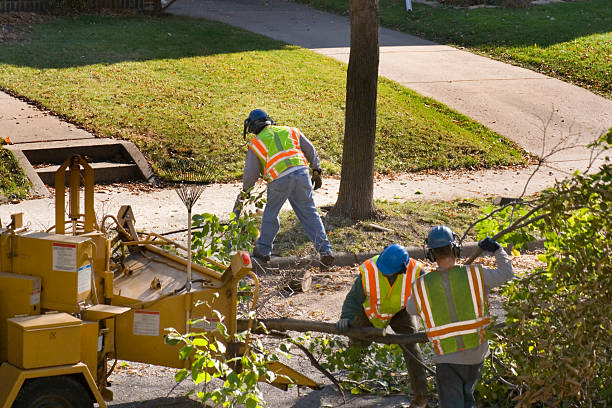 Best Tree Risk Assessment  in Sierra Ridge, CO